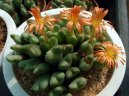 :  > Conophytum