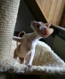 Fotky: Cornish Rex (foto, obrazky)