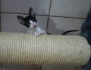 Cornish Rex