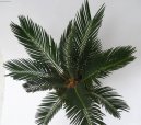 Pokojov rostliny:  > Cykas japonsk (Cycas revoluta)