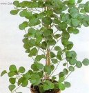 Pokojové rostliny:  > Fikus deltodea (Ficus deltoidea)