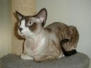 :  > Devon-rex (Devon Rex Cat)