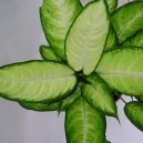 Pokojové rostliny:  > Dieffenbachie mramornatka (Dieffenbachia amoena)
