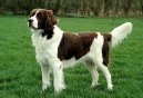 Ps plemena: Ohai > Drentse Patrijshond (Drentse Patrijshond, Drentse Partridge Dog)