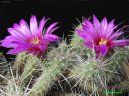 Echinocereus