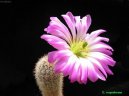 Pokojové rostliny:  > Echinocereus (Echinocereus coccineus)