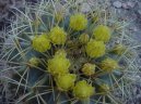 Pokojové rostliny:  > Echinokaktus Gruzona (Echinocactus Grusonii)