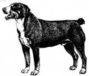 :  > Entlebuchský salašnický pes (Entlebucher Sennenhund)