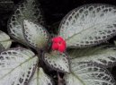 Episcia