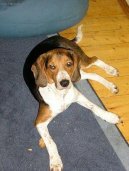 Ps plemena:  > Estonsk loveck pes (Estonian Hound)