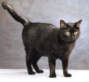 :  > Evropská krátkosrstá kočka (European Shorthair Cat)