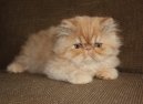 :  > Exotická dlouhosrstá kočka (Exotic Longhair Cat)