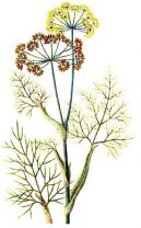 Pokojové rostliny:  > Fenykl Obecný (Foeniculum officinalis)