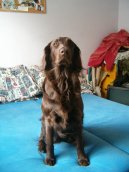 Flat Coated Retriever (121)