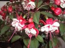 :  > Fuchsie (Fuchsia)