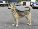 Psí plemena:  > Grónský pes (Greenland Dog)