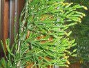 Pokojové rostliny:  > Hatiora (Hatiora rosea,  Hatiora graeseri)