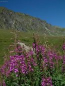 Pokojov rostliny:  > Hvozdk alpnsk (Dianthus Alpinus)