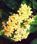 Pokojové rostliny:  > Ixora šarlatová (Ixora coccinea)