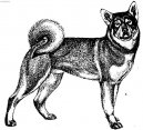 Psí plemena:  > Jaemthund (Jamthund, Swedish Elkhound)