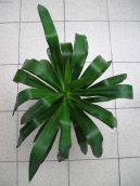 :  > Juka (Yucca aloifolia)