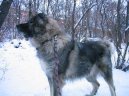 Psí plemena:  > Kavkazský pastevecký pes (Kavkazskaia Ovtcharka)