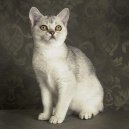 Kočky:  > Keltská krátkosrstá kočka (Celtic Shorthair)