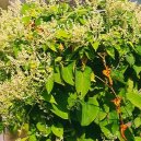 Pokojov rostliny:  > Kokok Mnohokvt, He Shou Wu (che ou wu) (Polygonum multiflorum)