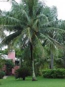 Pokojov rostliny: Jedl > Kokosov palma, kokosovnk (Cocos nucifera)