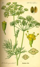Pokojov rostliny:  > Kopr Vonn (Anethum graveolens L.)