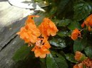 :  > Krosandra, tepenitka (Crossandra)