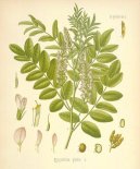 :  > Lkoice Lys (Glycyrrhiza glabra)