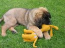 Fotky: Leonberger (foto, obrazky)