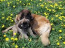 Fotky: Leonberger (foto, obrazky)