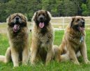 Leonberger