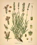Pokojové rostliny:  > Levandule Lékařská (Lavandula angustifolia)