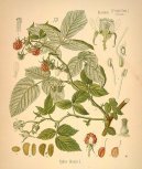 Pokojové rostliny:  > Maliník Obecný (Rubus idaeus L.)