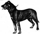 Psí plemena:  > Malorský ovčák (Perro de Pastor Mallorquin, Majorca Shepherd Dog)