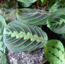 Fotky: Maranta (foto, obrazky)