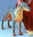 Ps plemena:  > Maratsk loveck pes (Mahratta Greyhound)