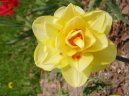 Pokojové rostliny:  > Narcis (Narcissus)