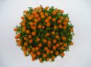 Pokojové rostliny:  > Nertera andská, korálovka (Nertera granadensis)