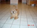 :  > Norfolk terir (Norfolk Terrier)