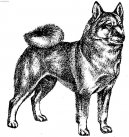 :  > Norsk buhund (Norwegian Buhund)