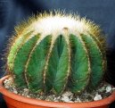 Pokojové rostliny:  > Notokaktus (Notocactus)