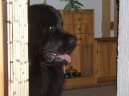 Fotky: Novofundlandsk pes (foto, obrazky)