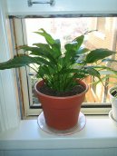 Pokojové rostliny:  > Období klidu (Plants during hibernation)