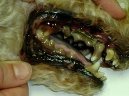 Odstrann zubnho kamene ultrazvukem