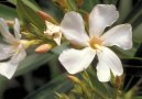 Pokojové rostliny:  > Oleandr obecný (Nerium oleander)