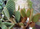 Pokojové rostliny:  > Opuncie (Opuntia)